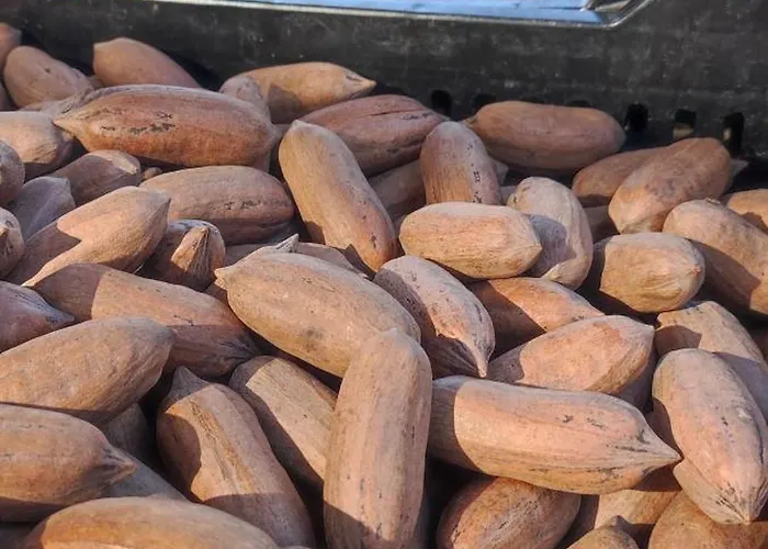 Casa Elena Pacos Apartment